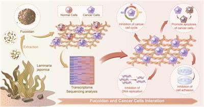 A Transcriptome Sequencing Study on Genome-Wide Gene Expression Differences of Lung Cancer Cells Modulated by Fucoidan